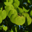 Cercidiphyllum japonicum.png